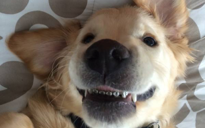 You haven’t seen adorable until you’ve seen a puppy in braces